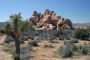 13JoshuaTree - 54